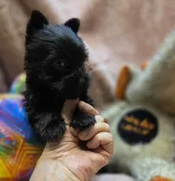 YorkieM4, a male Yorkshire Terrier for sale in Cullman, AL – 4 of 10