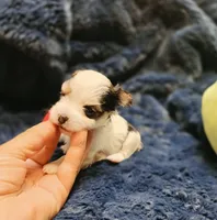 YorkieM1Teacup, a male Yorkshire Terrier for sale in Cullman, AL – 6 of 7