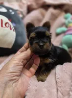 YorkieM2, a male Yorkshire Terrier for sale in Cullman, AL – 2 of 9