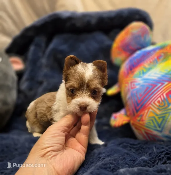 YorkieF – Yorkshire Terrier puppy for sale in Cullman, AL