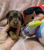 YorkiePooF4, a female Yorkipoo for sale in Cullman, AL – 5 of 10