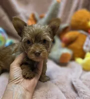YorkieM2, a male Yorkshire Terrier for sale in Cullman, AL – 6 of 9