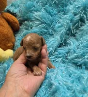 MaltipooM2, a male Maltipoo for sale in Cullman, AL – 3 of 7