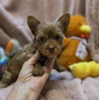 YorkieM2, a male Yorkshire Terrier for sale in Cullman, AL – 2 of 9