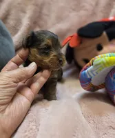 YorkiePooF4, a female Yorkipoo for sale in Cullman, AL – 2 of 10