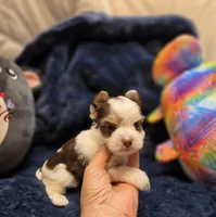 YorkieM3, a male Yorkshire Terrier for sale in Cullman, AL – 6 of 10