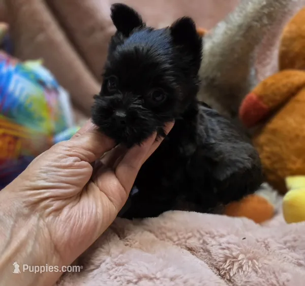 YorkieM4 – Yorkshire Terrier puppy for sale in Cullman, AL