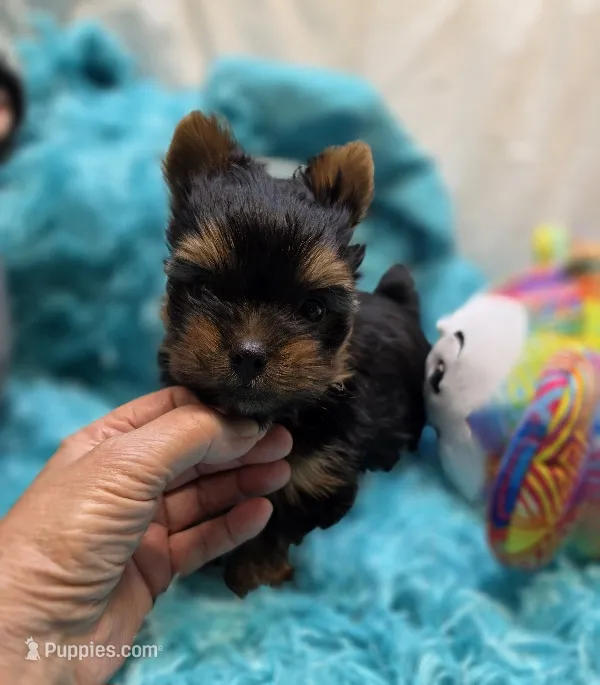 YorkieM1 – Yorkshire Terrier puppy for sale in Cullman, AL