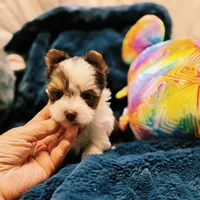 YorkieM2, a male Yorkshire Terrier for sale in Cullman, AL – 9 of 9