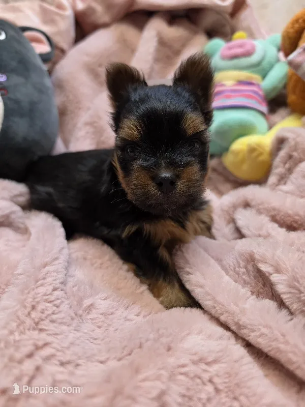 YorkieM2 – Yorkshire Terrier puppy for sale in Cullman, AL