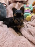 YorkieM2, a male Yorkshire Terrier for sale in Cullman, AL – 1 of 9