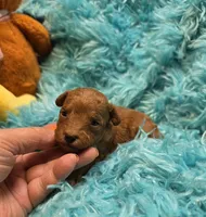 MaltipooM3, a male Maltipoo for sale in Cullman, AL – 3 of 9