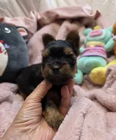 YorkieM2, a male Yorkshire Terrier for sale in Cullman, AL – 7 of 9