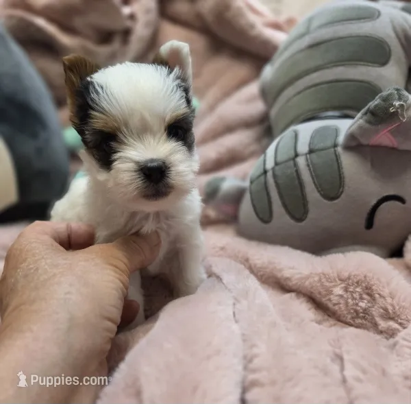 BiewerF – Biewer puppy for sale in Cullman, AL