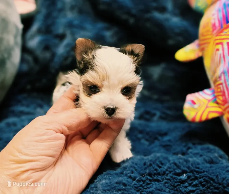 YorkieM1Teacup – Yorkshire Terrier puppy for sale in Cullman, AL