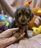YorkiePooF4..Pending, a female Yorkipoo for sale in Cullman, AL – 5 of 9