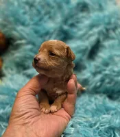 MaltipooF, a male Maltipoo for sale in Cullman, AL – 5 of 10