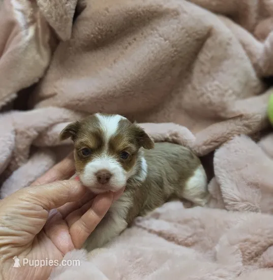 YorkieF – Yorkshire Terrier puppy for sale in Cullman, AL