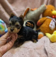 YorkieM3, a male Yorkshire Terrier for sale in Cullman, AL – 8 of 10