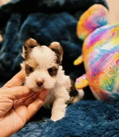 YorkieM3, a male Yorkshire Terrier for sale in Cullman, AL – 9 of 10