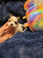 YorkieM1Teacup, a male Yorkshire Terrier for sale in Cullman, AL – 8 of 8