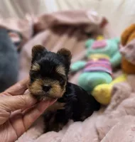 YorkieM, a male Yorkshire Terrier for sale in Cullman, AL – 3 of 9