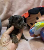 YorkiePooF3, a female Yorkipoo for sale in Cullman, AL – 4 of 10
