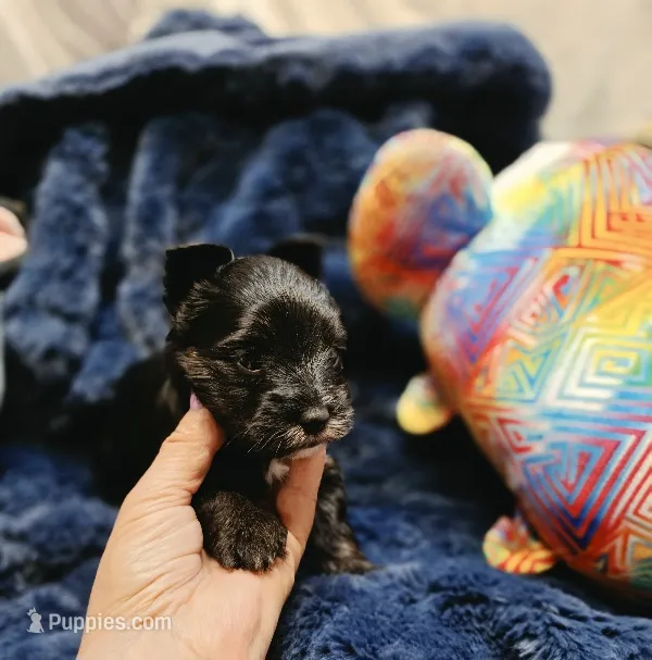 ExoticYorkieM1 – Yorkshire Terrier puppy for sale in Cullman, AL
