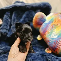 ExoticYorkieM1, a male Yorkshire Terrier for sale in Cullman, AL – 1 of 7