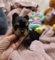 YorkieM2, a male Yorkshire Terrier for sale in Cullman, AL – 3 of 9
