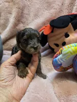 YorkiePooF3, a female Yorkipoo for sale in Cullman, AL – 8 of 10