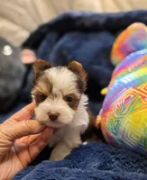 YorkieM2, a male Yorkshire Terrier for sale in Cullman, AL – 7 of 9