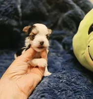 YorkieM1Teacup, a male Yorkshire Terrier for sale in Cullman, AL – 3 of 7