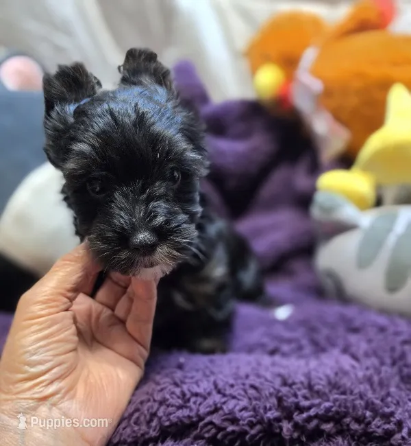 ExoticYorkieM1 – Yorkshire Terrier puppy for sale in Cullman, AL