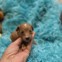 MaltipooM2, a male Maltipoo for sale in Cullman, AL – 4 of 7
