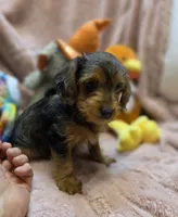 YorkiePooF4..Pending, a female Yorkipoo for sale in Cullman, AL – 6 of 9