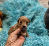 MaltipooF, a male Maltipoo for sale in Cullman, AL – 8 of 10