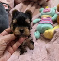 YorkieM, a male Yorkshire Terrier for sale in Cullman, AL – 6 of 9