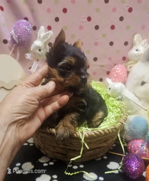 YorkieF – Yorkshire Terrier puppy for sale in Cullman, AL