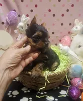 YorkieF, a female Yorkshire Terrier for sale in Cullman, AL – Photo 1 of 8