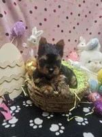 YorkieF, a female Yorkshire Terrier for sale in Cullman, AL – Photo 8 of 8
