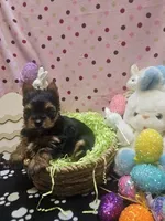 YorkieF, a female Yorkshire Terrier for sale in Cullman, AL – Photo 6 of 8