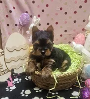 YorkieF, a female Yorkshire Terrier for sale in Cullman, AL – Photo 4 of 8