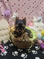 YorkieF, a female Yorkshire Terrier for sale in Cullman, AL – Photo 7 of 8