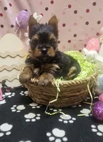 YorkieF, a female Yorkshire Terrier for sale in Cullman, AL – Photo 3 of 8