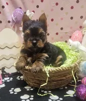 YorkieF, a female Yorkshire Terrier for sale in Cullman, AL – Photo 2 of 8