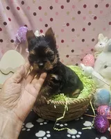 YorkieF, a female Yorkshire Terrier for sale in Cullman, AL – Photo 5 of 8