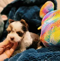 YorkieM2, a male Yorkshire Terrier for sale in Cullman, AL – 3 of 9