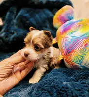 YorkieF, a female Yorkshire Terrier for sale in Cullman, AL – 10 of 10