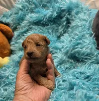 MaltipooM1, a male Maltipoo for sale in Cullman, AL – 5 of 10